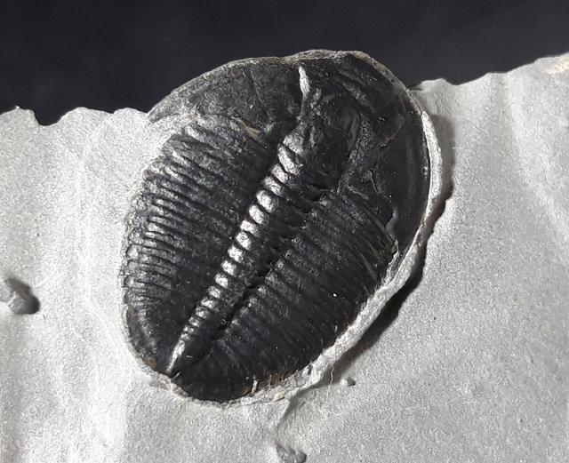 Elrathia kingii (MEEK 1870)  - Bild &copy; FossNet FossilienStore